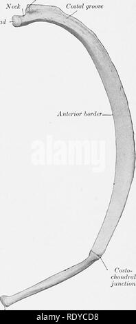 . L'anatomia di animali domestici . Anatomia Veterinaria. Estremità sternale Fig. 22.-sinistra ottava costola del cavallo; vista erale. Lat- Costo- lacune condrali di giunzione di estremità sternale della cartilagine costale Fig. 23.-DIRITTO ottava costola e cartilagine costale di cavallo; vista mediale. impressione dove la vena brachiale curva attorno ad essa; al di sopra di questo è comunemente un piccolo tubercolo (Tuberculum scaleni) che indica il limite inferiore dell'in- sertion del muscolo scalenus. La scanalatura costiera è assente. La testa è grande e ha due sfaccettature della disparità di misura, che si incontrano in un angolo acuto nella parte anteriore; la più piccola fac Foto Stock