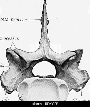 . L'anatomia di animali domestici . Anatomia Veterinaria. 38 lo scheletro del cavallo la prima vertebra toracica ha i seguenti caratteri specifici: il corpo è ampia e appiattita dorso-ventralmente. Di fronte si ha una testa come la vertebra cervicale verte-. SpiiKms jrroce^ proccssc articolare Arch Facet per il tubercolo della prima nervatura ^ Facet per la testa della prima nervatura Fig. 14.-prima vertebra toracica del cavallo, vista posteriore. Processo trasversale corpo brae, e dietro una cavità un po' più profonda di qualsiasi altra vertebra toracica. Due grandi costale sfaccettature si trovano su entrambi i lati e un ben marcato dorso ventralmente.. Foto Stock