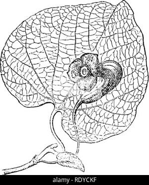 . Un manuale di piante velenose, principalmente nel Nord America orientale, con brevi note su economico e piante medicinali e numerose illustrazioni. Piante velenose. SPERMATOPHYTA-ARISTOLOCHIALES 417 cravatte; l'olandese della tubazione del {Aristolochia macrophylla) frequentemente coltivate e difficilmente come lontano nord come Minnesota e Wisconsin; il gooseplant (Aristolochia grandiflora) del Brasile i cui fiori emettono un odore sgradevole, ma nonostante ciò la pianta è coltivata in serra; Virginia snakeroot (Aristolochia Serpentaria) della radice dei quali è utilizzato come un tonico e contiene un olio volatile bor Foto Stock
