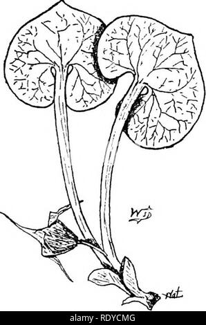 . Un manuale di piante velenose, principalmente nel Nord America orientale, con brevi note su economico e piante medicinali e numerose illustrazioni. Piante velenose. SPERMATOPHYTA-URTICACEAE 415 distribuzione. In ricchi legni da Missouri a Kansas al Texas; ampiamente coltivato nel nord dal sud del Nebraska a sud di Iowa, Illinois e a est. Proprietà velenose. Questa specie è elencato come velenosa dal Professor Bessey nel Nebraska. Il dottor Halsted osserva che un suo amico mentre si lavora in Osage Orange siepi ha sofferto molto a causa di infiammazione in seguito alla perforazione della thorn. Th Foto Stock