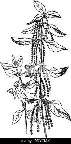 . Un manuale di piante velenose, principalmente nel Nord America orientale, con brevi note su economico e piante medicinali e numerose illustrazioni. Piante velenose. 414 manuale delle piante velenose Laportea canadensis Gaudichaud. Legno ortica. Stelo perenne 2-3 piedi alto; foglie di forma ovale appuntita, sottile e lunga petioled, bruscamente; dentellate fertile divergenti cymes; achene liscia, come lungo come il calice. La distribuzione. In ricchi legni da Nova Scotia di Minnesota e Kansas e del sud della Florida. Proprietà velenose. Esso agisce alla stregua di ortica, i velenosi azione essendo ancora più pronunciata. L. crenulata, L. g Foto Stock