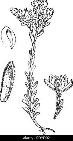 . Le illustrazioni della flora britannica: una serie di incisioni in legno, con le dissezioni, britannica di piante. La botanica; Botanica. 87. Si prega di notare che queste immagini vengono estratte dalla pagina sottoposta a scansione di immagini che possono essere state migliorate digitalmente per la leggibilità - Colorazione e aspetto di queste illustrazioni potrebbero non perfettamente assomigliano al lavoro originale. Fitch, W. H. (Walter Hood), 1817-1892; Smith, Worthington George, 1835-1917; Bentham, George, 1800-1884. Handbook of British flora. Londra, L. Reeve &AMP; Co. Foto Stock