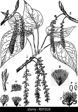 . Un manuale di piante velenose, principalmente nel Nord America orientale, con brevi note su economico e piante medicinali e numerose illustrazioni. Piante velenose. SPERMATOPHYTA-MYRICACEAE 399 drupa, la parte esterna spesso ricoperte di cera. Circa 35 specie di ampia distribuzione. Il Dolce Felce (Myricci asplenifoliii) talvolta è infestata da malerbe in campi di sabbia nel Nord; esso contiene un olio di forte, piccante, la cannella-come odore; bayberry cera è derivata da M. ccrifera, comune lungo la costa atlantica e il Golfo del Messico. La corteccia di Myrica Nogi contiene inyricctin C^^H^^O^. Le foglie di M. acri Foto Stock