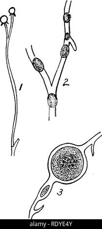 . Un manuale di piante velenose, principalmente nel Nord America orientale, con brevi note su economico e piante medicinali e numerose illustrazioni. Piante velenose. EUTHALLEPHYTA-EUMYCETES-stampo 197 per il campione, la parete del sporangium collassa e la fine della levetta, noto come Columella, torna indietro, dando qualcosa della comparsa di un ombrello. La columella, prima che crolla, progetti nell'sporangium.. Fig. 40. Mucor Rouxii. Conidio- phore. 2. Gemmae. 3. Chlamydo- spore. Tutte fortemente ingrandita. 1 dopo aver Vuillemin. 2 dopo aver Calmette. 3 DOPO AVER ( Wehmer. (Modificato da Char Foto Stock