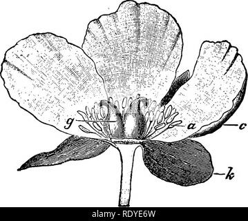 . Un libro di botanica per scuole e università ... La botanica. Morfologia 252 Sion, il cade consiste di due insiemi dei membri, sepali e petali, che in generale sono foUar in natura, ma differiscono più o meno dis- tinctly dall ordinario delle brattee o foglie della pianta (fig. 562). Essi sembrano essere state derivate, storicamente da sporophylls adiacenti e contigui o brattee foglie fogliame ; in ogni caso essi sono intercalate come membri distinti tra le brattee o fogliame esce da un lato e la sporophylls sull'altro. Non è chiaro che cosa era più primi- tivo condizione di Foto Stock