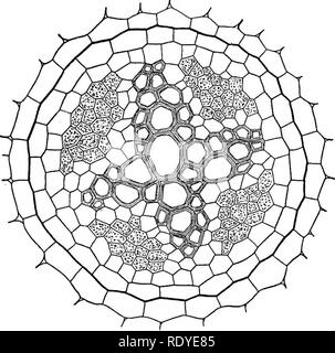 . Un libro di botanica per scuole e università ... La botanica. SPERMATOPHYTES 249. Fig. 555. - Vista schematica parzialmente in sezione trasversale del cilindro vascolare di radice di ranuncoli: i due strati più esterni appartengono alla corteccia, quello interno essendo il endodermis; lo strato successivo (più esterno della stele) è il pericycle; al centro è il gruppo di navi dello xilema, che si estende in quattro raggi per il pericycle; le regioni ultraperiferiche xilema navi di ciascun raggio sono protoxylem, il metaxylem avendo sviluppato verso il centro in quattro linee convergenti; tra i raggi dello xilema sono i quattro gruppi del floema (SHA Foto Stock
