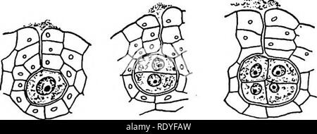 . Un libro di botanica per scuole e università ... La botanica. Fig. 361. - Gametofito di Botrychium: antheridia in lidge dorsale; archegonia lungo i pendii; regione di fungo endofitico nella regione ventrale. - Dopo Jeffrey.. 362 363 364 36b figg. 362-365. - Archegonium e embrione di Botrychium Lunaria: 362, uovo fecondato, nel ventre di archegonium; 363, prima divisione di uovo; 364, stadio quadrante; 365, stadio di embrione, le regioni di body non ancora diSerentiated. - Dopo aver Bruchmann. Conclusioni. - La Ophioglossales hanno alcune caratteristiche in comune con la Lycopodiales, notabb^h^struttura di t Foto Stock