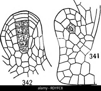 . Un libro di botanica per scuole e università ... La botanica. Morfologia 146 (figg. 339, 340). Le pareti esterne delle cellule epidermiche sono così impreg- tramite NAT da un deposito di silice come per dare la caratteristica sensazione ruvida allo stelo. Lo stelo è scanalate, e entro le creste dei trefoli di cellule fibrose sono sviluppati; mentre nei solchi del tessuto di clorofilla raggiunge l'epidermide. Ne consegue che il slomata (vedere p. 250) sono nei solchi (di solito lungo i pendii) piuttosto che sui crinali. Più in profondità all'interno della corteccia di una zona di grandi passaggi di aria avviene, ciascuno giacente al di sotto di un solco. Il Foto Stock