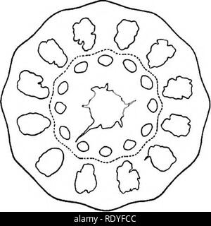 . Un libro di botanica per scuole e università ... La botanica. Le PTERIDOFITE 145. verificarsi di foglie in cicli (vortici) anziché nella diffusa o disposizione a spirale osservati nei primi due gruppi. In Sphenophyllales la stessa disposizione ciclica di foglie si verifica, e tale disposizione delle foglie è associato con molto netta differenziazione dello stelo in nodi e internodi. Una tale differenziazione significa una localizzazione del potere di produrre elementi laterali, che generalmente non è distribuito, ma si è limitato a nodi. È da nodi pertanto che la lea Foto Stock