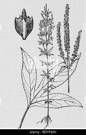 . Un manuale di piante velenose, principalmente nel Nord America orientale, con brevi note su economico e piante medicinali e numerose illustrazioni. Piante velenose. 136 manuale delle piante velenose Campanulaceae. Bluebell famiglia. Lobelia cardinalis L. Il Cardinale-fiore. Questo è elencato come una delle piante velenose dal dottor Schaffner. Il Cardinale- fiore è molto abbondante nelle paludi lungo il fiume corsi in Eastern Iowa, e N. Miss. Valley. Lobelia siphilitica L. azzurro Lobelia. Anche elencati come una pianta velenosa dal dottor Schaffner. Lobelia spicata Lam. Pallido Lobelia spiked. Ovunque sulle praterie del nord Foto Stock