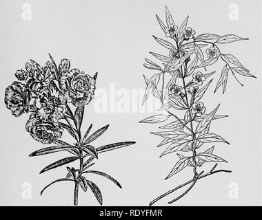 . Un manuale di piante velenose, principalmente nel Nord America orientale, con brevi note su economico e piante medicinali e numerose illustrazioni. Piante velenose. Importante piante velenose 129. Fig. 19g. Oleandro (Nerium oleander). Coltivate velenosi. Fig. 19h. Falso Jes- samine (Gelsemium sempermrens). Contiene diversi alcaloidi velenosi. (Chesnut, U. S. Dept. Agri.). Chionanthus virginica L. Fringe Tree. In comune le montagne Alleghany, New Jersey in Florida e mis- souri. Questo è detto essere un narcotico. Loganiaceae. Famiglia Logania. Gelsemium sempervirens (L.), AIT. Jessamine giallo. Th Foto Stock