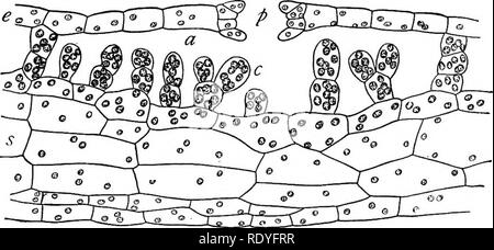 . Un libro di botanica per scuole e università ... Botanica. g8 la morfologia di tali cellule speciali sono in corto e più o meno la ramificazione fila- zioni che emergono dal pavimento della camera e contenere il chlo- rtplasts, e sono così liberamente esposta all'atmosfera interna. Questa notevole apparato è una delle funzioni specializzate del Mar- chantiaceae. Al centro della cupola epidermica, coperture in ciascuna camera d'aria, si è sviluppato un camino aria simili a poro. Nella regione ventrale il tessuto è composto da cellule incolore e l'epidermide ventrale. Fig. 227. - Marchantia: sezione thr Foto Stock