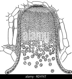 . Un libro di botanica per scuole e università ... La botanica. 84 teleutospores morfologia, la promycelium saprofiti o cuscinetto basidium ba- sidiospores e il micelio parassita aecidiospores cuscinetto), vive su due host indipendenti, e produce quattro (forse) cinque tipi di spore. È naturale che un tale impianto polimorfe non avrebbe dovuto essere inteso in un primo momento, e che le diverse fasi dovrebbe avere ricevuto nomi diversi. Il micelio uredospores del cuscinetto è stato chiamato Uredo ; che il cuscinetto teleutospores, non noto a prima di essere i. Fig. ig6. - Wheal ruggine: un aecidium (cluster Foto Stock