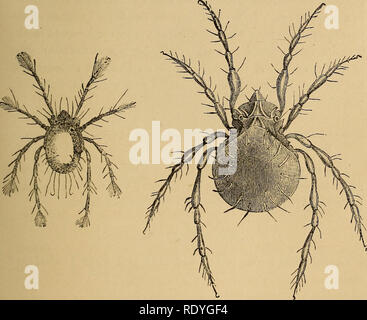 . Entomologia economica. Insetti Utili; pesti di insetto; Thysanura. Auritus Damaeus, gamba del. Copiate fioiu Nicolet. Artiglio del ditto. Copiate dalla Nicolet. N. Diga^noi geniculatus {Koch), (acari corticalis, De Gcer).-6. Ingrandite ^' ='' ^' schizzo di embrioni freschi dall'uovo di idem ; 7. Schizzo ingrandita della larva; 8. Schizzo ingrandita di insetto perfetto; tutte copiate dalla Nicolet le figure di.. Appena schiuse larva di Damaeus geniculatus copiato dalla Nicolet. Geniculatus Damaeus, la dimensione di un io^ui alla testa. Copiate fiom Nicolet. Il giovane differiscono molto nell'aspetto dal maturo. Si prega di notare che questi im Foto Stock