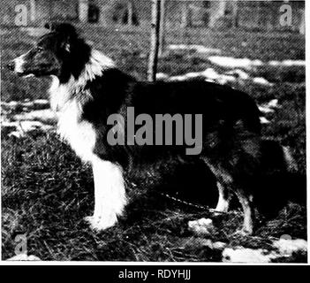 . Il libro di cane. Una storia popolare del cane, con informazioni pratiche di cura e gestione della casa, kennel, e mostra i cani; e le descrizioni di tutte le importanti razze. I cani. RIPPOWAM RO PEEP BALMORAL DUCHESSA [ Ho â nmiLLj i^ nM / 'V 1 ^ ^ ^-Â"^ s^t1^ci-w.^. -:&Amp; MKd V w^ -mssaLiasm .Â"..* m :^' r j| "1 s4 â 'i Â".^io:^ m K ^. WINNETKA BALLYARNET ECLIPSE HEACHAM GALOPIN UN PAGEâENGLAND internazionale, Scozia, Canada, Stati Uniti. Si prega di notare che queste immagini vengono estratte dalla pagina sottoposta a scansione di immagini che possono essere state migliorate digitalmente per la leggibilità - coloratio Foto Stock