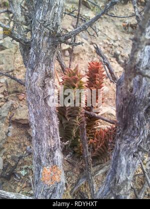 Astroloba corrugata - Montagu 2. Foto Stock