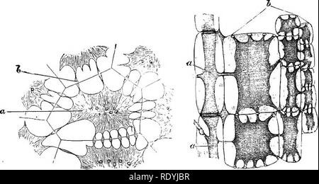 . Introduzione alla fisiologia vegetale. La fisiologia vegetale. 16 fisiologia vegetale sufficientemente approssimato per essere visibile al di sotto di una relativamente bassa potenza del microscopio, e al bisogno di quasi alcuna preparazione speciale (fig. 18). Essa avrà senza dubbio notato che il termine ' cell" è alquanto usato in modo lasco. Una tipica cella di un impianto pluricellulari è costituito da tre parti-il protoplasto, la parete cellulare e il vacuolo (fig. 6) ; di questi il primo è la maggior parte. Fig. 17.-La continuità del protoplasma di celle contigue del endospebm di un seme di Palm (Bentinchia). Fortemente ingrandita. (Dopo Gardiner). Foto Stock