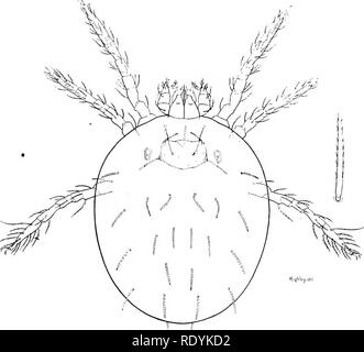 . Gli acari dannosi per gli animali domestici (con una appendice sul aparine malattia di alveare api). Gli acari; medicina veterinaria; le api. Gli acari Injurioits agli animali domestici. 59 di zolfo in sospensione. Sodiuni soluzione di fluoruro non dovrebbe essere permesso di rimanere in navi zincato o vasche per qualsiasi lunghezza di tempo o Li danneggeresti. Due specie di acari Sarcoptid {Cytoleichus {=Cytod.ites) nudus, Vizioli, e Laminosio'ptes cysticola, Vizioli) sono parassiti interni dei polli, ed entrambi si trovano frequentemente in questo paese. Cytoleichus nudus (fig. 16) è un minuto di soft-pelato, liscio, ovale acaro, il Foto Stock