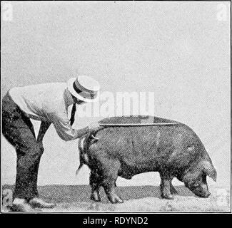 . A giudicare gli animali della fattoria . Bestiame. A GIUDICARE IL TIPO DI Lardo di suino 49&amp; dovrebbe avere abbastanza un arect posizione. Tuttavia, gli animali che sono vecchi o spesso pesanti rompersi a i pasterns e pendenza notevolmente sia a questo punto e le dita dei piedi. Il corpo del porco è dato 32 punti in più rispetto a qualsiasi altra sezione in scala dei punti. Questo è perché sei parti sono incluse qui, due dei quali, il retro e il lombo, sono i più importanti da una carne-la produzione di punto di vista. Torace TJie, che occupa lo spazio appena di ritorno delle spalle, dà prova di cuore e di polmone di capacità, quindi una domanda Foto Stock