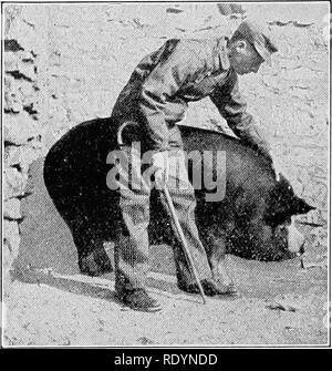 . A giudicare gli animali della fattoria . Bestiame. 496 a giudicare gli animali della fattoria biness è anche indesiderabile, una condizione per essere trovato in più - il grasso porci, quando il guanciale sarà scossa come gelatina, e mostrare molto morbidezza. Come si sente di questa parte con il canto deve essere sufficientemente turgidi e liscio al tatto. Il collo del lardo di maiale è naturalmente breve, ampio e profondo. Vi è una piccola probabilità di essere troppo breve, ma di tanto in tanto ci è troppo lungo. Il collo naturalmente aumenta bruscamente dal retro delle orecchie, per una breve distanza, dopo di che è più aumenta progressivamente fino al punto dove si fonde nel corpo. Foto Stock