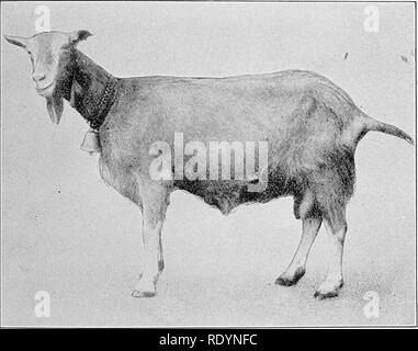 . A giudicare gli animali della fattoria . Bestiame. La capra MILCH 471 La razza di Saanen di Milch capre proviene dalla valle di quel nome in Svizzera, anche se ampiamente distribuiti in quel paese per giorno. È la più grande razza svizzera, è bianco puro oppure cremosa di colore bianco e di solito hornless. È molto attraente, avente breedy cercando capi, collo assottigliata, piena cassapanche, sharp garrese, forte dorsi, organi profondi e abbastanza ampia e groppe di livello e grandi mammelle. Fig. 259.-Toggenburg milch capra. (Ptioto dalla cortesia il sig. sarà C. Clos.) portata alta. Vi sono molti eccellenti mungitori di questa razza. Thompson giv Foto Stock
