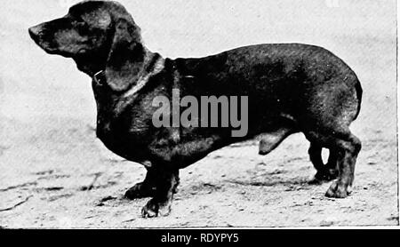 . Il nuovo libro del cane; una completa storia naturale della British i cani e i loro parenti stranieri, con capitoli su diritto, allevamento, kennel gestione e trattamento veterinario. I cani. Il bassotto. 307 Irom un grande tipo di hound intermiscelati con un terrier per adattarsi alle condizioni speciali in- coinvolta nel perseguimento e lo sterminio di una cava che, deselezionata, è stato in grado di seriamente interferire con la coltivazione della terra. Egli comprende nella sua piccola persona le caratteristiche sia di hound e terrier -i suoi poteri meravigliosi di profumo, la sua lunga e orecchie pendolari e, per le sue dimensioni, enorme b Foto Stock