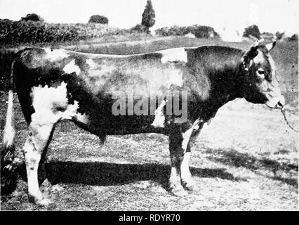 . La razza di Guernsey. Guernsey bestiame. 334 La razza Guernsey. La Stranford Glenwood di rincliurst 13609. Un R. niendett di Pinehurst 13901, un R sire di Glendett's Thelma Clenwood 39031. Un 2177 r. G 434.07 Lilyett 33416, A. R. 2485, G 430.94 Dairymaid's Pride of Iowa 14941, A. R. sire di Fillpail per l'orgoglio di Mayowood 40346. Un R 3244, G 333.33 orgoglio's Ladvsmitti 38491, A. R 3363. G 638.95 orgoglio di Iowa's Zella 43365, A. R. 3424, G 317.07 Helene di Iowa 40447, A. R 3841, G 428.33 Wdlow's Helena 42666, un R. 4239, C, 420.78 Signora Elisabetta di file Maple Farm 43372. Un R.-G 424.00 Ruby Belle per l'orgoglio di