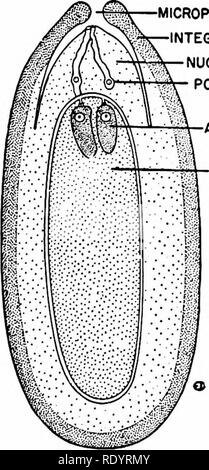 . Principi di biologia moderna. Biologia. Tegumento MICROPYLE NUCELLUS tubo di polline ARCHEGONIUM MEGAGAMETOPHYTE Fig. Da 31-26. Al di sopra di una scala (megasporophyll) di un pistillate pigna, portante due ovuli. Essere/ow, gametofito femminile (megagametophyte) al centro di un de- veloping ovulo. Nota i due maschi gametofiti (pol- len tubi), crescente verso le cellule uovo, nell'arche- gonia. Il gametofiti aploidi, sia maschio che femmina, è nutrito dalla nucellus tessuto e pro- tected dal tegumento dell'ovulo mentre avviene la fecondazione. Successivamente, l'embrione del nuovo sporo- phyte, o Foto Stock