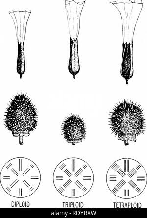 . Principi di biologia moderna. Biologia. Normale di Fig. 26-29. Fiori, capsule con semi di cromosoma e gruppi di aploidi, cellule diploidi, triploid e tetraploide Jimson weeds {Datura stramonium). La piccola dimensione del seme di capsule della aploide triploid e piante è dovuta alla bassa fertilità di queste forme, producendo relativamente pochi semi. (Adattato da Blakeslee.). Si prega di notare che queste immagini vengono estratte dalla pagina sottoposta a scansione di immagini che possono essere state migliorate digitalmente per la leggibilità - Colorazione e aspetto di queste illustrazioni potrebbero non perfettamente assomigliano al lavoro originale. Marsland, Douglas, Foto Stock