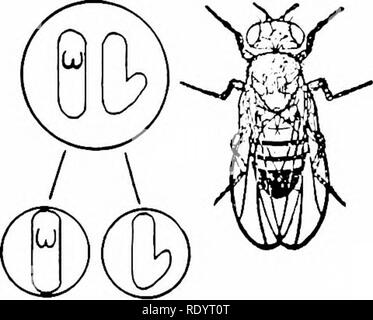 . Principi di biologia moderna. Biologia. -^ Fig. 26-23. Croce di Rosso- eyed di genere femminile e bianco-eyed maschio; inincrocio Fj. (Adattato da Morgan.) dfo. Si prega di notare che queste immagini vengono estratte dalla pagina sottoposta a scansione di immagini che possono essere state migliorate digitalmente per la leggibilità - Colorazione e aspetto di queste illustrazioni potrebbero non perfettamente assomigliano al lavoro originale. Marsland, Douglas, 1899-. New York, Holt, Rinehart and Winston Foto Stock