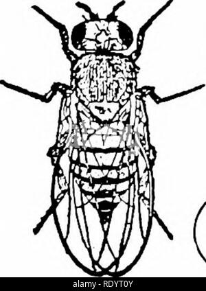 . Principi di biologia moderna. Biologia. Ereditarietà - 501. -^ Fig. 26-23. Croce di Rosso- eyed di genere femminile e bianco-eyed maschio; inincrocio Fj. (Adattato da Morgan.) dfo. Si prega di notare che queste immagini vengono estratte dalla pagina sottoposta a scansione di immagini che possono essere state migliorate digitalmente per la leggibilità - Colorazione e aspetto di queste illustrazioni potrebbero non perfettamente assomigliano al lavoro originale. Marsland, Douglas, 1899-. New York, Holt, Rinehart and Winston Foto Stock