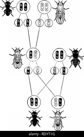 . Principi di biologia moderna. Biologia. 492 - Eredità ed evoluzione. 50^ 50% di Fig. 26-15. Tiranteria completo: Fj maschio, dalla croce di black-ornamentali e grigio- lungo, back-incrociate per black-ornamentali femmina. (Adattato da Morgan.) vedere che attraversano sopra si è verificato, perché la legge di segregazione che i singoli di solito i membri di ciascuna coppia synapsing geni non fusibile, e che ciascun gene conserva sono identici nel loro aspetto. Ma la sua identità senza rischio di contaminazione da parte di altri la prova genetica è del tutto convincente geni. Ma la parità di blocchi di geni possono essere ex- e corrobo citologico Foto Stock