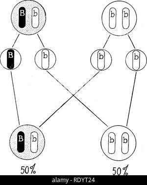 . Principi di biologia moderna. Biologia. Fig. 26-8. In precedenza, croce di blu e nero Andalu- sians; di seguito, croce di blu e bianco. coppia di geni diventano segregata nella sepa- rate dei gameti, in modo che ogni gamete può trans- mit solo uno dei qualsiasi data coppia di geni. Tutti i precedenti idee sono impliciti nel lavoro di Mendel, tranne che Mendel re-. Si prega di notare che queste immagini vengono estratte dalla pagina sottoposta a scansione di immagini che possono essere state migliorate digitalmente per la leggibilità - Colorazione e aspetto di queste illustrazioni potrebbero non perfettamente assomigliano al lavoro originale. Marsland, Douglas, 1899-. New Yor Foto Stock