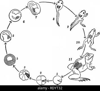 . Principi di biologia moderna. Biologia. Ereditarietà - 477. Fig. 26-2. La continuità delle cellule germinali nel ciclo di vita della rana. 1, l'uovo fertile-l'area ombreggiata diventa il citoplasma della cellula germinale; 2, 8-celled stadio; 3, 32-celled stadio; 4, blastula che mostra 4 cellule germinali; 5-7, successive fasi di sviluppo della gastrula, mostrando le cellule germinali; 8-10, metamorphosing rane; 11, rana maturi con le uova nelle ovaie pronto per essere scaricato. (Dopo Conklin. Da Guyer, Biologia Animale. Il permesso di Harper e Row). alcune differenze, e questo rende neces- sario per dare una descrizione separata di th Foto Stock