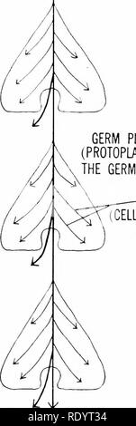 . Principi di biologia moderna. Biologia. 476 - Eredità ed evoluzione la continuità delle cellule germinali in specie pluricellulari, alcune ma non tutte le cellule mantengono la potenzialità di trans- sentare i loro cromosomi alle cellule della prossima generazione. Queste cellule germinali stand in contrasto alle cellule somatiche, che non può perpetuare il loro cromosomi oltre la durata del singolo organismo. Le cellule somatiche di un organismo sono destinati a morire con le singole, ma le cellule germinali sono potenzialmente immortali (Fig. 26-1). Solo le cellule germinali stabilire la continuità dall'in- dividual per individu Foto Stock