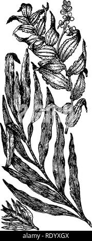 . Goldfish razze e altri pesci di acquario, la loro cura e la propagazione; una guida per acqua dolce e acquari marini, la loro fauna, flora e di gestione. Acquari; Goldfish. Le piante acquatiche DI ACQUA DOLCE POTAMOGETON circa 40 specie e sottospecie di Potamogeton, noto anche come canale, stagno o Riverweed, quest'ultimo dal greco il significato del nome botanico, sono nativi del Nord America. Sono tutte piante con erbacce che si attaccano al fondo di stagni, laghi poco profondi, ruscelli e canali e crescere così rigogliosa come a soffocare le vie navigabili. Essi sono noti anche come Stink-erba sul conto o Foto Stock