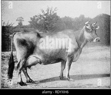 . La produzione e la manipolazione del latte pulito, comprese le pratiche di ispezione del latte. La produzione di latte; il latte. Campione a livello nazionale Dairy Show, Chicago. (Proprietà di Geo. Wm. Ballou, Middleton, N. Y.) Fig. 78.-Loretta D. (Jersey).. Si prega di notare che queste immagini vengono estratte dalla pagina sottoposta a scansione di immagini che possono essere state migliorate digitalmente per la leggibilità - Colorazione e aspetto di queste illustrazioni potrebbero non perfettamente assomigliano al lavoro originale. Winslow, Kenelm, 1863-; Hill, Hibbert Winslow, 1871-1947. New York, W. R. Jenkins Co Foto Stock