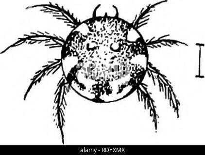 . Goldfish razze e altri pesci di acquario, la loro cura e la propagazione; una guida per acqua dolce e acquari marini, la loro fauna, flora e di gestione. Acquari; Goldfish. FIG. 96 Trichoditia pediculus un parassita Hirudinld. Fortemente ingrandita. La sua ospite; e produce piccoli red esterno, Gill e ulcere della gola in cui è snocciolate come un cancro. Quando è presente in numeri è un pericoloso parassita e è stato trovato su pesci affetti da che cosa è conosciuto popolarmente come Twitters. Si ha una quasi circolare ciliate corpo e sul suo lato inferiore una suctoral disco. Arachnia o aracnide parassiti. Questo gruppo nel Foto Stock