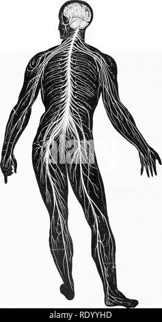 . Essentials di biologia ha presentato problemi. Biologia. La centrale cerebro-spinale sistema nervoso. 400. Si prega di notare che queste immagini vengono estratte dalla pagina sottoposta a scansione di immagini che possono essere state migliorate digitalmente per la leggibilità - Colorazione e aspetto di queste illustrazioni potrebbero non perfettamente assomigliano al lavoro originale. Hunter, George William, 1873-1948. New York, Cincinnati [ecc. ] American Book Company Foto Stock