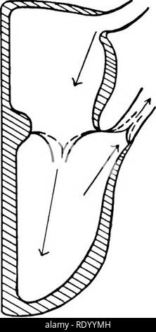 . Essentials di biologia ha presentato problemi. Biologia. Il cuore è una forza pompa; dimostrare che da questi diagrammi.. Si prega di notare che queste immagini vengono estratte dalla pagina sottoposta a scansione di immagini che possono essere state migliorate digitalmente per la leggibilità - Colorazione e aspetto di queste illustrazioni potrebbero non perfettamente assomigliano al lavoro originale. Hunter, George William, 1873-1948. New York, Cincinnati [ecc. ] American Book Company Foto Stock