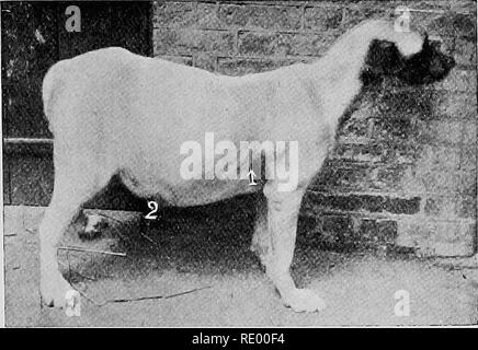 . Malattie chirurgica del cane e del gatto, con capitoli su anestesia e ostetricia (seconda edizione di "i cani ed i gatti chirurgia). Cani e gatti. Toracica e addominale pareti 157 dietro l'ombelico. Il paziente viene fissato su un suo lato, e dopo la rimozione dei capelli e accurata disinfezione della parte un piccolo trequarti e cannula sono introdotti per via sottocutanea per metà circa un pollice e girato con cautela nell'addome; il stilette è quindi ritirata immediatamente. Cura deve essere presa con la parete addominale, in modo da non ferire qualsiasi degli organi addominali. Il metodo di procedura. Fig. 1 Foto Stock