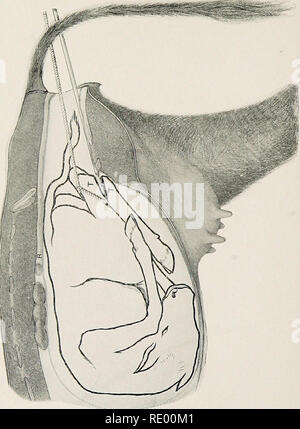 . Chirurgico e operazioni di ostetricia . Chirurgia veterinaria. . Si prega di notare che queste immagini vengono estratte dalla pagina sottoposta a scansione di immagini che possono essere state migliorate digitalmente per la leggibilità - Colorazione e aspetto di queste illustrazioni potrebbero non perfettamente assomigliano al lavoro originale. Williams, Walter lungo, 1856-1945; Pfeiffer, Wilhelm. Ithaca, N. Y. : W. L. Williams Foto Stock