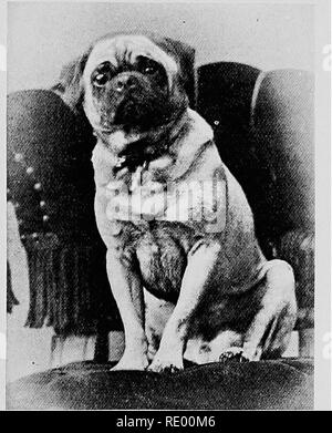 . Malattie chirurgica del cane e del gatto, con capitoli su anestesia e ostetricia (seconda edizione di "i cani ed i gatti chirurgia). Cani e gatti. L'occhio e le palpebre in esso vale la pena di notare qui che un cane che è completamente cieco è squalificato dal Concorso (o di ricevere un premio se aggiudicati) in ogni show tenutosi sotto Kennel Club regole. La escissione del bulbo oculare. Questo corso gravi usuahy è evitato il più a lungo possibile, ma diventa absolutel}' necessario}- in determinate condizioni di malato del bulbo oculare, come alcuni casi di infortuni. Fig. 80.-Pug-cane con un falso occhio (sinistra) del Vulca Foto Stock