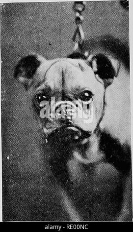 . Malattie chirurgica del cane e del gatto, con capitoli su anestesia e ostetricia (seconda edizione di "i cani ed i gatti chirurgia). Cani e gatti. Fig. 66.-Un Bulldog cucciolo, cinque mesi, con la lepre unilaterali-labbro e palatoschisi, prima dell'operazione. Fig. 67.-La stessa Puppj' dopo il funzionamento. brane unire sotto la superficie del labbro alla gengiva viene sezionato via fino a che il labbro è allentato in modo tale che nessuna tensione sarà messo sulle suture e i bordi grezzi sono uniti con suture. Per quest'ultimo alcuni materiali, come la seta, il catgut, il filo morbido, o canguro tendine, di discreto spessore è preferibile, come Foto Stock