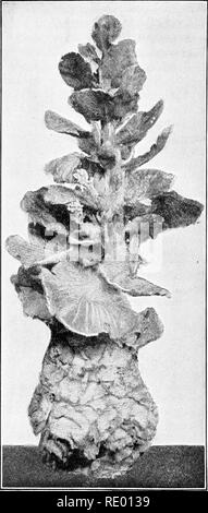 . Essentials di biologia ha presentato problemi. Biologia. A. testa di cavolo tagliato longitudinalmente per mostrare che si tratta di un big bud. B. Il bud sotto le condizioni favorevoli è cresciuto in un gambo allungato.. 98. Si prega di notare che queste immagini vengono estratte dalla pagina sottoposta a scansione di immagini che possono essere state migliorate digitalmente per la leggibilità - Colorazione e aspetto di queste illustrazioni potrebbero non perfettamente assomigliano al lavoro originale. Hunter, George William, 1873-1948. New York, Cincinnati [ecc. ] American Book Company Foto Stock