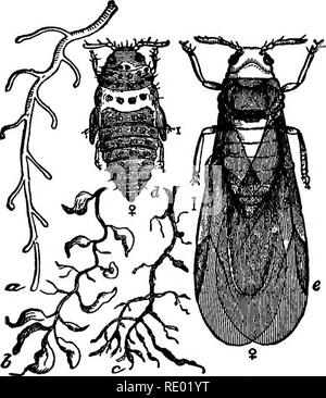 . Campo, il bosco e la fattoria; le cose interessanti per i giovani amanti della natura, comprese alcune questioni di momento per giardinieri e frutta-coltivatori. Storia naturale; Agricoltura. La fillossera 285 rettamente, è vero, ma che attacca le radici. Questi, fatto a morte dall'insetto ventosa, fare a meno di attingere dal terreno il nutrimento necessario per il vitigno. I vitigni rifiuti lontano, e con esso le foglie che diventano gialli e secca. "Non è soltanto il fogliame, poi, che la phyl- loxera inaridisce; appassisce e uccide tutta la vite.. Vite-pest (Phylloxera vastatrix) ", vite sano rootlet; b, root Foto Stock