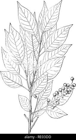 . Le malattie dei bovini, ovini, caprini e suini. Medicina veterinaria. 236 avvelenamento. PBUNACB^ (PLUII famiglia). *Prunus caroliniana.-l'alloro ciliegia, o mock orange, è nativo nel sud-quarto orientale degli Stati Uniti, e c'è spesso coltivati per siepi. Il semi-foglie appassite e i semi della resa di acido prussic, e sono velenosi quando mangiate dagli animali. "* Prunus serotina.-l'amarena è un prezioso albero di foresta che spazia in tutta la metà orientale degli Stati Uniti. I bovini sono uccisi da mangiare il parzialmente foglie appassite da rami incautamente gettato entro t Foto Stock