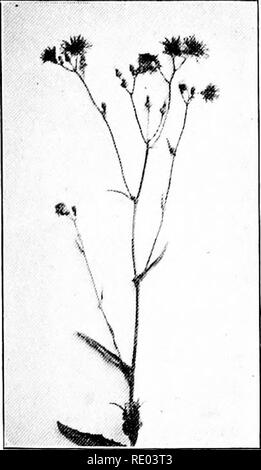 . Lo studio della natura e agricoltura. Lo studio della natura; l'agricoltura. Erbacce 175 31. Il Cockle rosa: Cowherb: Cow Cockle. - I semi di rosa cockle sono simili a quelle oi increspatura di mais, sono anche velenoso, e ferire la farina nello stesso modo, ma l'impianto sembra molto diverso. È folte o spalmatura, è molto liscia, e le foglie sono grandi e sono op- posite ogni altro sullo stelo. Il fiore è rosa. 32. Sow annuale Thistle: Comune Sow Thistle. - Di un impianto di grossa con radici fibrose e spessore di stelo, in gran parte non ramificato, da uno a cinque metri di altezza, ter- minating in diversi raggruppamenti di giallo pallido- bassa, fiori di composito. Foto Stock