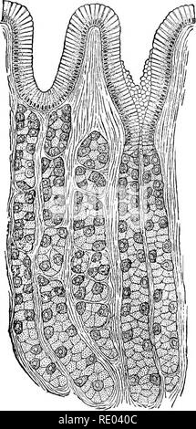 . La fisiologia degli animali domestici; un libro di testo per i veterinari e gli studenti medici e professionisti. Fisiologia, confronto; gli animali domestici. 356 fisiologia degli animali domestici. succo lungo i lati della cannula. Il soggetto deve pertanto essere lasciato dove abbiamo cominciato : lo stomaco durante la vita non digerire in sé, ma la sua immunità non può essere spiegata in modo soddisfacente. 3. La secrezione di succo gastrico.-Le pareti dello stomaco sono costituite da quattro cappotti, composto esternamente del peritoneo o strato sierosa; secondo, lo strato muscolare, composta da longitudinale, cir- cular, un Foto Stock