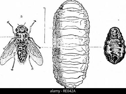 . Studi veterinari per studenti agricoli. Medicina veterinaria. 212 malattie comuni. tubi. Alcuni lobuli dei polmoni possono mostrare molto marcata pneu- monia. Ci possono anche essere tubercoli che assomigliano a quelle di tubercu- losis, vicino alla superficie dei polmoni, e anche in tutta la sostanza del polmone. Trattamento.-Per la presente dobbiamo considerare questo come gen- erally insoddisfacente. Il trattamento mediante iniezione di farmaci di- rettamente nella trachea è stato provato e consigliato in alcuni casi ma è molto atto a rivelarsi insoddisfacente. Nei casi di preziose pecore il seguente vale la pena di prova: olio d'oliva, ioo grammi Foto Stock